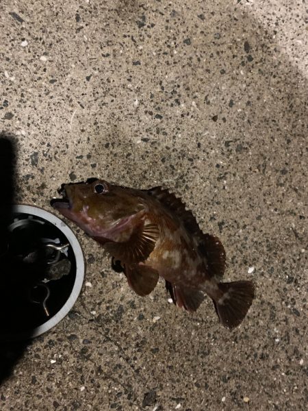 南紀のハモ釣り