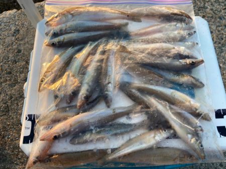 シロギスタ:ホワイト企業