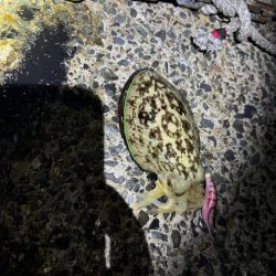 ももさんとイカ釣り