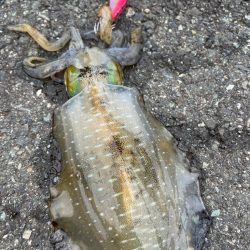 今週も新子調査!