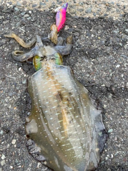 今週も新子調査!