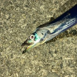 タチウオ釣り30分勝負