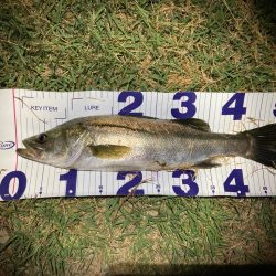 シーバスフィッシング