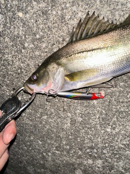 ゼッパー80sは釣り方選ばず釣れてしまう神…