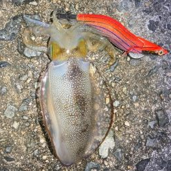 明石でエギング