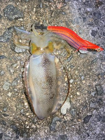 明石でエギング