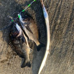 チヌトップはいつまで?