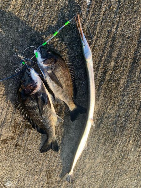 チヌトップはいつまで?