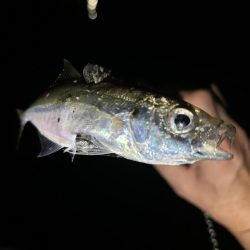 ダメか〜豆だわ!涙