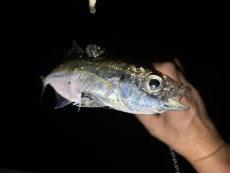 ダメか〜豆だわ!涙