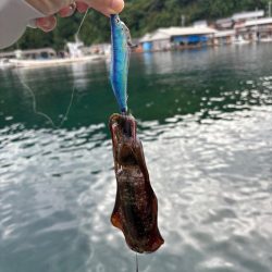 【伊根エリア】秋イカ開幕!