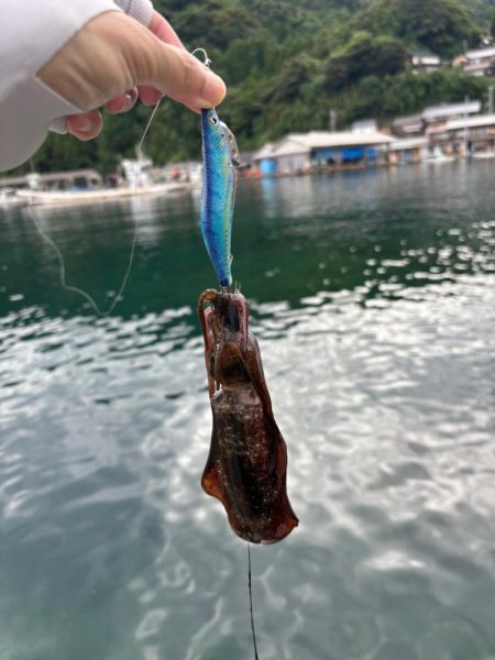 【伊根エリア】秋イカ開幕!