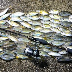 秋っぽい気候での豆アジング