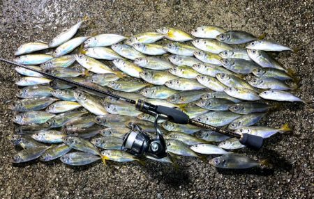 秋っぽい気候での豆アジング