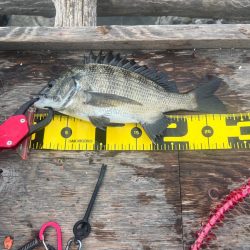 いつものチヌ釣り