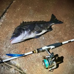 秋のチニングは絶好調!