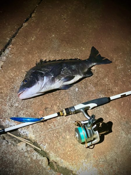 秋のチニングは絶好調!