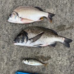 おチヌさん好調でした