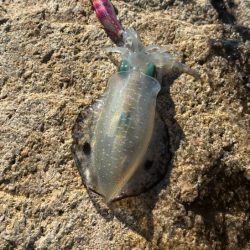 姫路離島エギング開幕！超高活性の爆釣！！