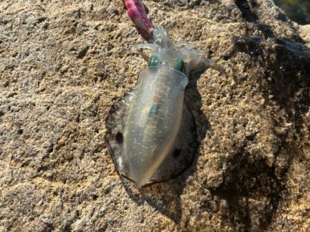 姫路離島エギング開幕！超高活性の爆釣！！