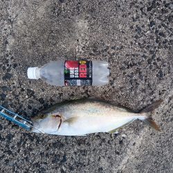 釣れるのは、アカビラばかり