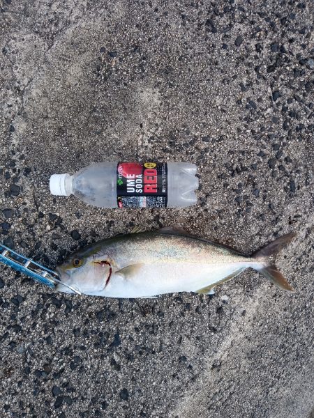 釣れるのは、アカビラばかり