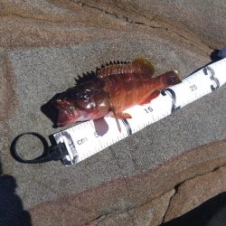 サラシ打ちは不発…