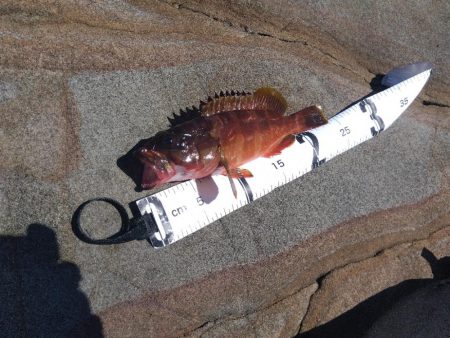 サラシ打ちは不発…