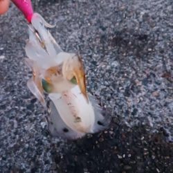 朝マズメ前からエギング