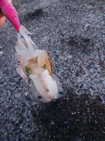 朝マズメ前からエギング