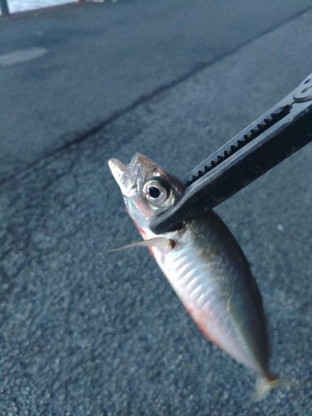 フロートゲーム～