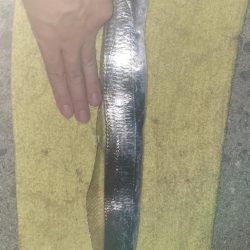 和歌山タチウオ2024♪開幕！