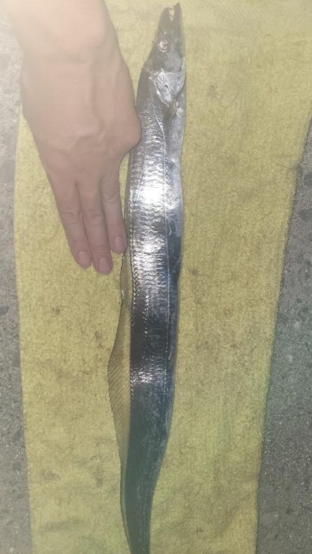 和歌山タチウオ2024♪開幕！