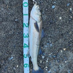 サイトフィッシング(笑)