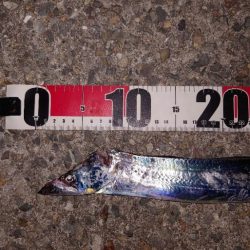 なんとかシーズン初