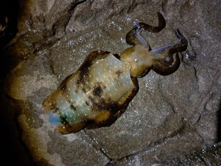 2024秋　初エギング