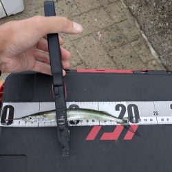 サヨリ釣りへ‥