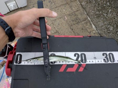 サヨリ釣りへ‥