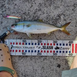 ショアジキシーズンイン!