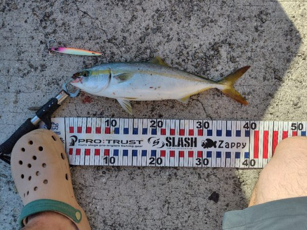 ショアジキシーズンイン!