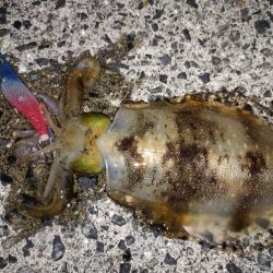 秋イカの始まり