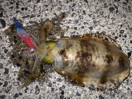 秋イカの始まり