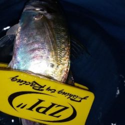 キス探し@深日港