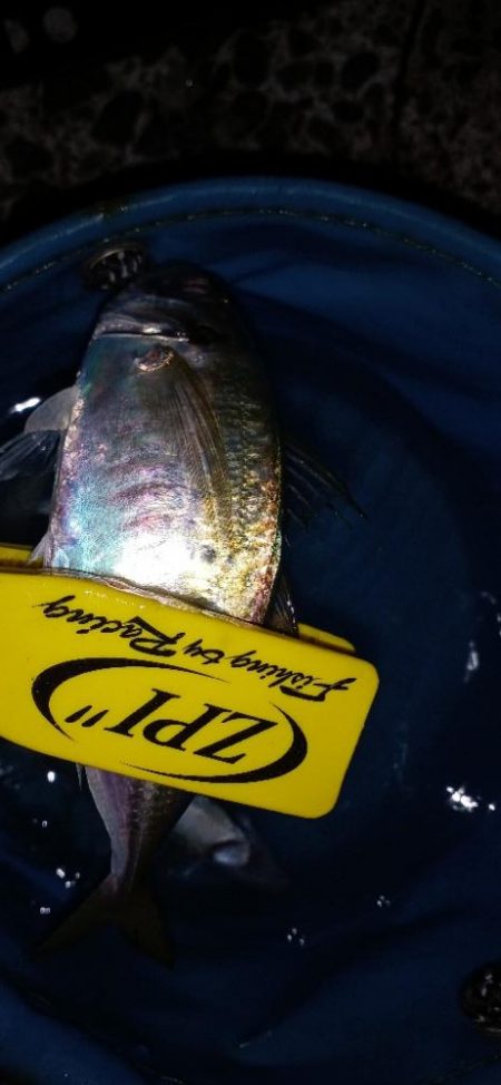 キス探し@深日港