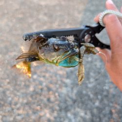 陸っぱり釣行記