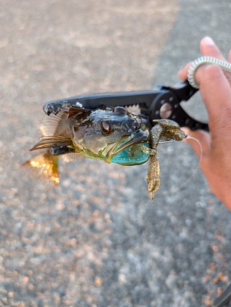 陸っぱり釣行記