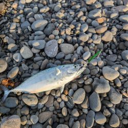 陸っぱり釣行記