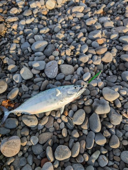 陸っぱり釣行記