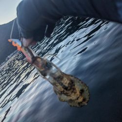 イカどこいった？