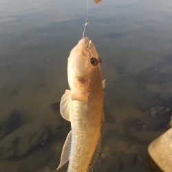 ハゼシーズンイン